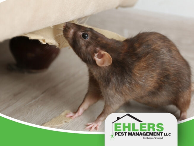 A brown rat chewing on beige furniture near a wall—potentially taking advantage of unseen mouse entry points—with an Ehlers Pest Management LLC logo in the corner.