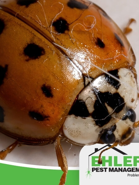 A close-up of a ladybug with black spots, sitting on a white surface. The image features the Ehlers Pest Management LLC logo in the bottom right corner, highlighting their expertise in box elder bug pest control.