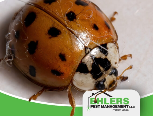 A close-up of a ladybug with black spots, sitting on a white surface. The image features the Ehlers Pest Management LLC logo in the bottom right corner, highlighting their expertise in box elder bug pest control.