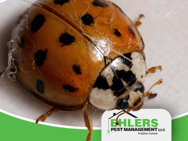 A close-up of a ladybug with black spots, sitting on a white surface. The image features the Ehlers Pest Management LLC logo in the bottom right corner, highlighting their expertise in box elder bug pest control.