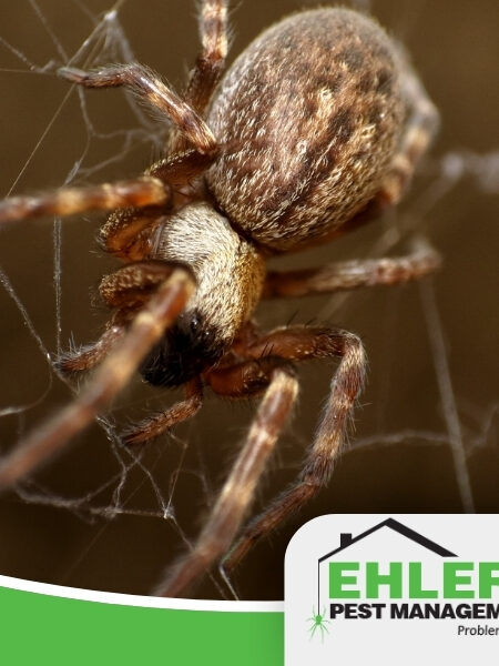 Close-up of a brown spider on its web, with the Ehlers Pest Management LLC logo and tagline Problem Solved. at the bottom right corner, highlighting their expertise as a trusted spider exterminator Milwaukee residents rely on.