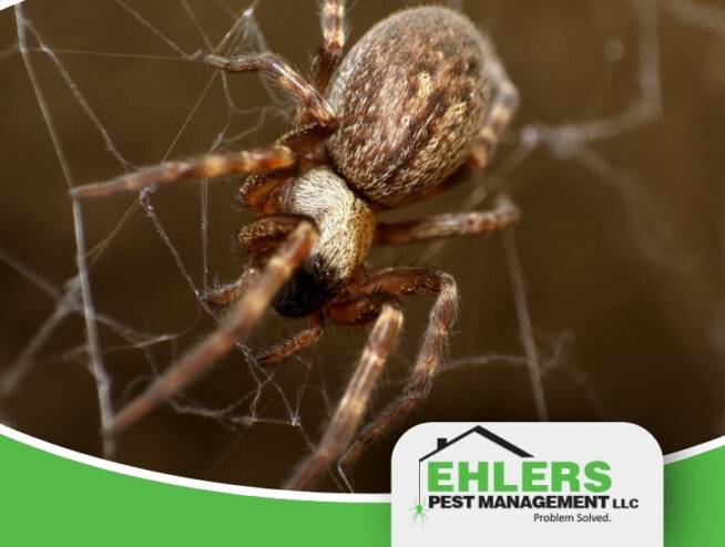 Close-up of a brown spider on its web, with the Ehlers Pest Management LLC logo and tagline Problem Solved. at the bottom right corner, highlighting their expertise as a trusted spider exterminator Milwaukee residents rely on.