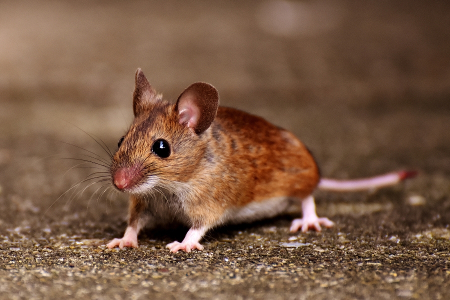 A small brown mouse with large ears and black eyes stands on a rough, brown surface, looking alert.
