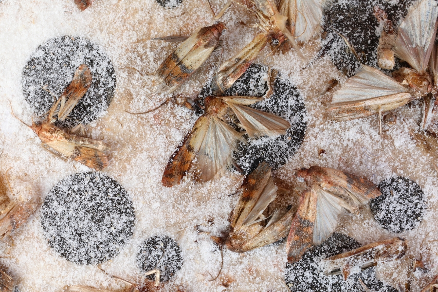 Close-up of several dead moths lying on a surface sprinkled with white powder and covered by circular mold spots.