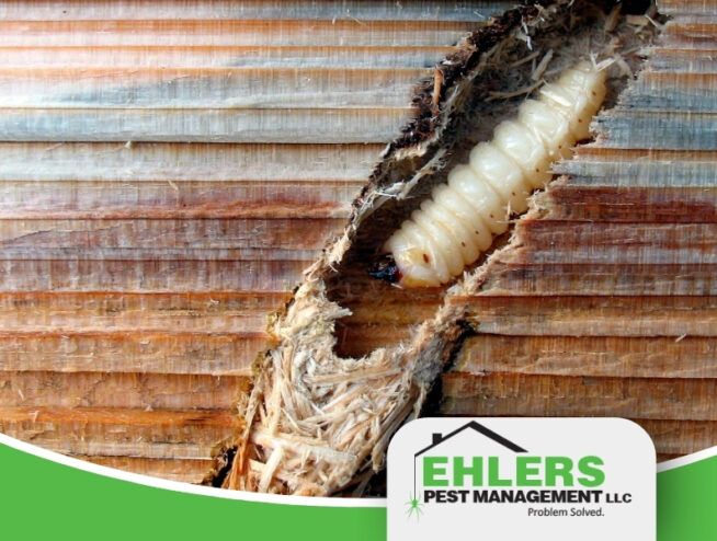 A close-up of a wood-boring insect larva inside damaged wood highlights the risk of bugs in firewood, with the Ehlers Pest Management LLC logo in the bottom right corner.