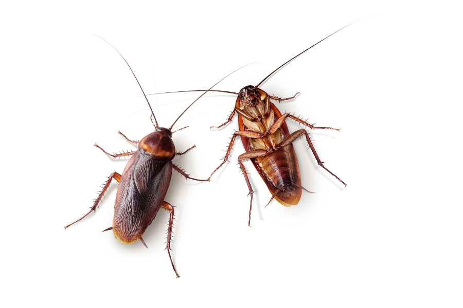 Two brown cockroaches with long antennae are shown on a white background, one facing up and the other facing down.