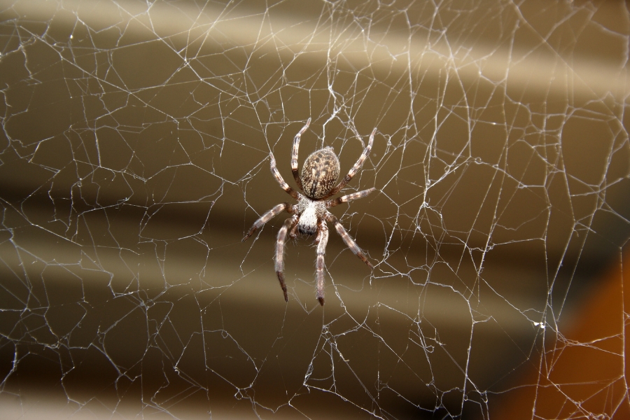 A brown and white spider sits at the center of its web, which is intricately spun against a blurred background of beige horizontal lines.