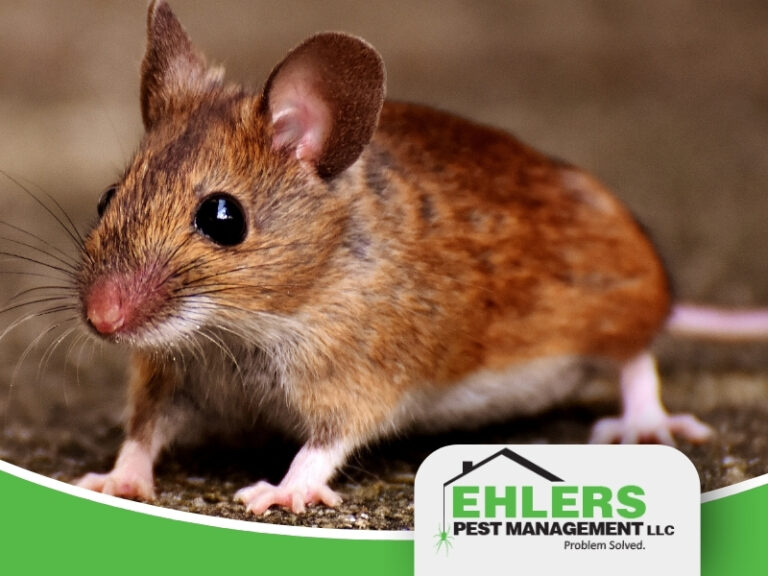 A close-up of a brown mouse standing on a surface, highlighting potential mouse damage, with the Ehlers Pest Management LLC logo in the bottom corner.