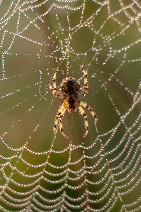 A spider sits at the center of its web, glistening with dewdrops. The intricate design stands out sharply, while the blurred greenish background hints at what a spider exterminator might encounter.