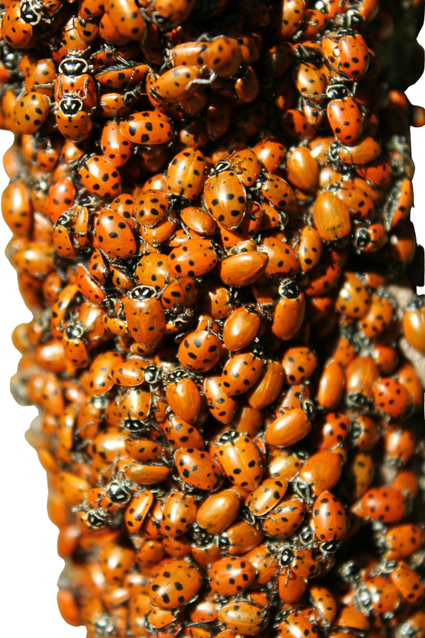 A dense cluster of orange and black-spotted ladybugs covers a surface, creating a vibrant, textured pattern—an unexpected contrast to typical mouse control Milwaukee solutions.