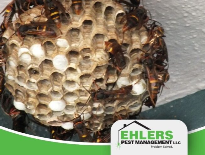A close-up of a wasp nest with many wasps on it, attached to a textured wall—a common sight for anyone dealing with wasps in the house. In the corner is the Ehlers Pest Management LLC logo with the tagline Problem Solved.