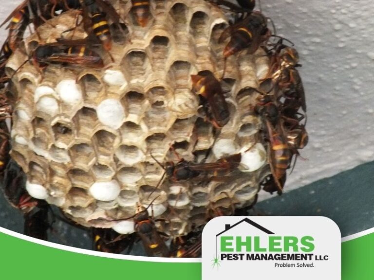 A close-up of a wasp nest with many wasps on it, attached to a textured wall—a common sight for anyone dealing with wasps in the house. In the corner is the Ehlers Pest Management LLC logo with the tagline Problem Solved.