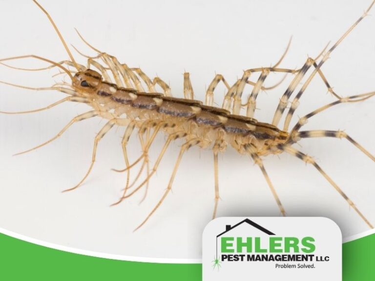 A close-up of a house centipede on a white surface, with the Ehlers Pest Management LLC logo in the bottom right corner.