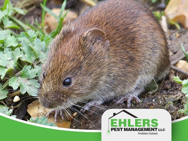 A close-up of a brown vole on grass and soil, with the Ehlers Pest Management LLC logo in the lower right corner.