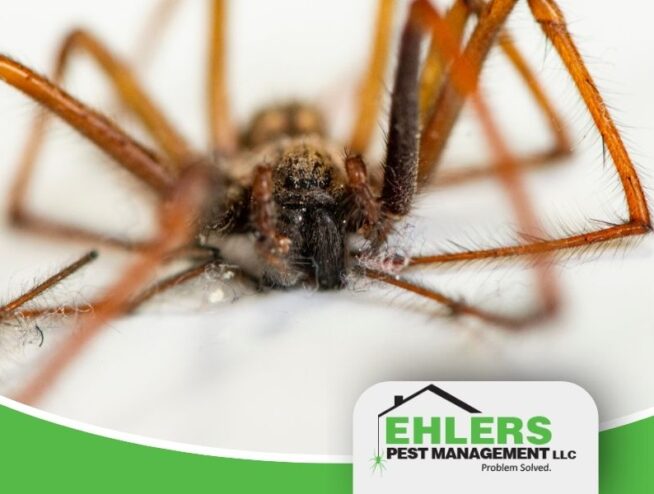 Close-up of a brown spider on a white surface, showing its legs and body—an example of bug survival even during Wisconsin winters; Ehlers Pest Management LLC logo is in the bottom right corner.