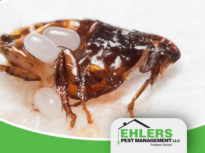 Close-up of a dead flea with white eggs attached to its legs, lying on a white surface during Milwaukee’s peak flea season. EHLERS Pest Management LLC logo appears in the bottom right corner, highlighting their expertise in effective flea control.