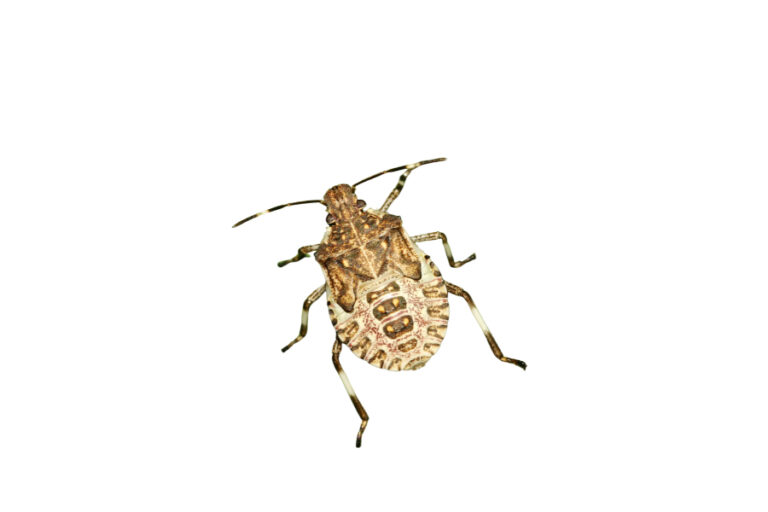 A close-up of a brown, speckled insect with long antennae and six legs against a white background, highlighting the need for expert mouse control Milwaukee services.