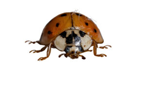 A close-up of a ladybug with a red-orange shell and black spots, isolated on a white background—perfect for highlighting natural pest solutions alongside mouse control Milwaukee services.