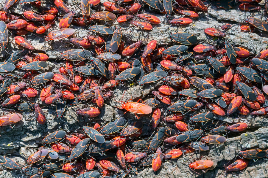 Numerous red and black insects cluster densely on a rough, grayish-brown tree bark, covering much of the surface—unlike mouse control Milwaukee experts handle indoors.