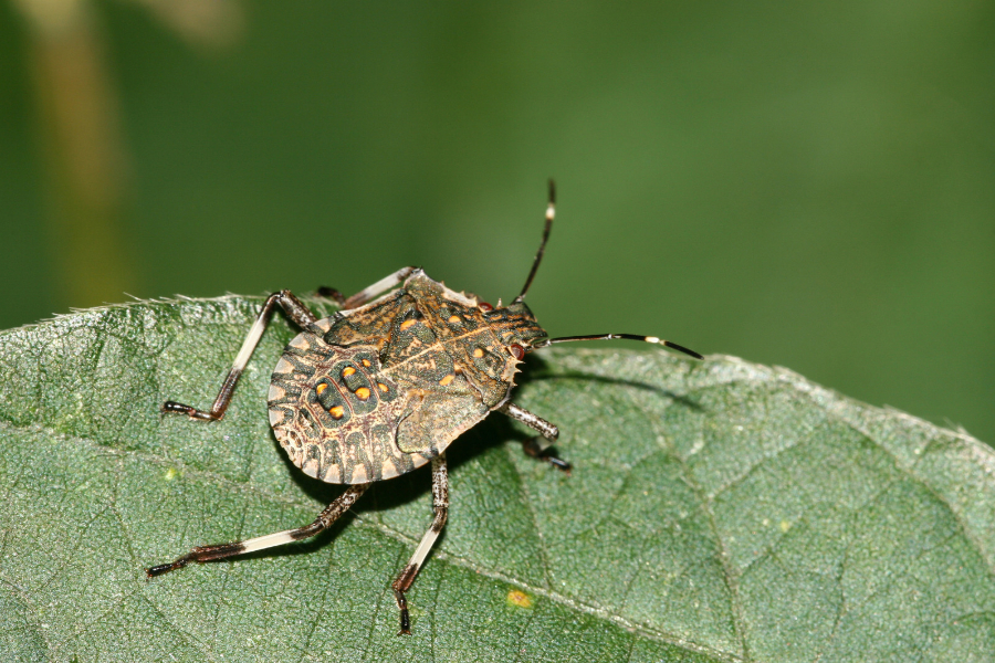 A close-up of a brown, patterned stink bug nymph with banded legs sitting on a green leaf, against a blurred green background—an important focus for fall pest control Milwaukee.