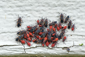 A cluster of red and black boxelder bugs gathers on a cracked white concrete surface, highlighting the need for fall pest control Milwaukee residents can rely on.