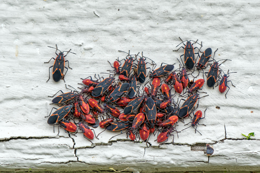 A cluster of red and black boxelder bugs gathers on a cracked white concrete surface, highlighting the need for fall pest control Milwaukee residents can rely on.