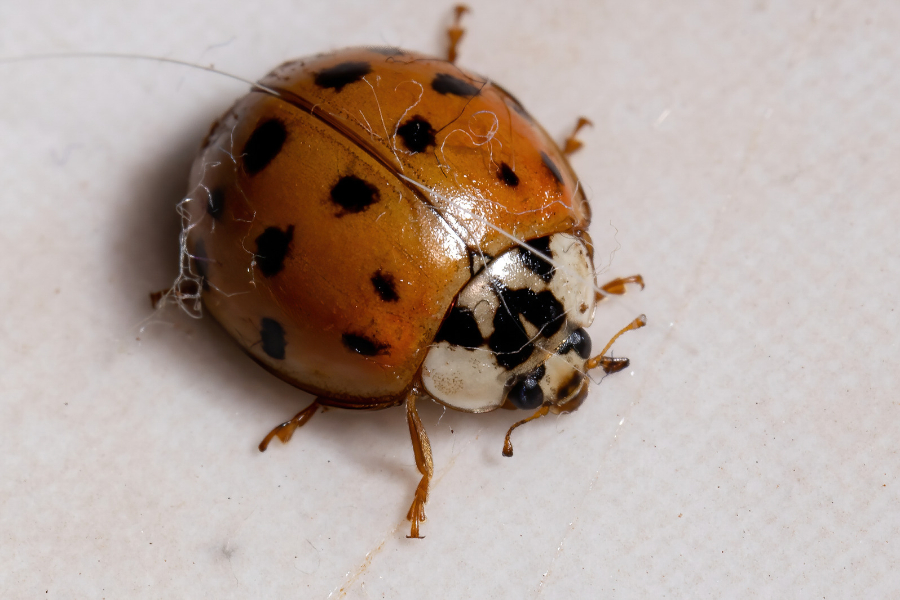 Close-up of an orange ladybug with black spots on a light, textured surface—a reminder of the importance of fall pest control in Milwaukee as these insects seek shelter indoors.