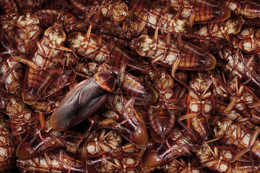 A large group of cockroaches, mostly lying on their backs with legs up, densely packed together. One cockroach stands out as it is upright among the rest.