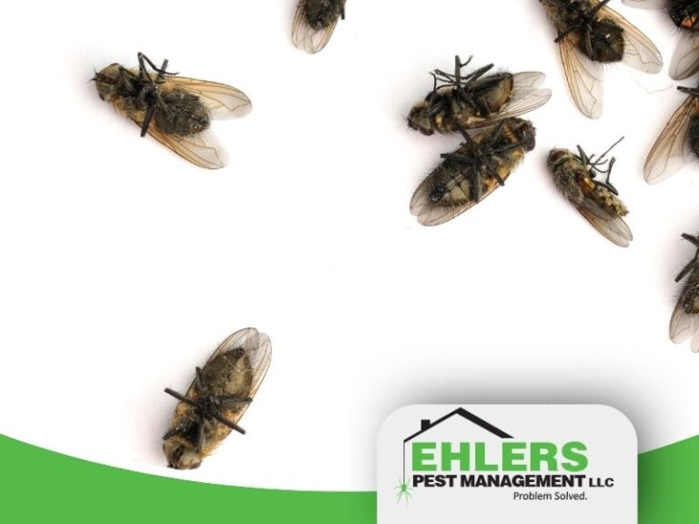 Several dead cluster flies are scattered on a white surface, mostly in the upper right. The Ehlers Pest Management LLC logo appears in the lower right corner, highlighting their expertise in tackling cluster flies in Wisconsin.