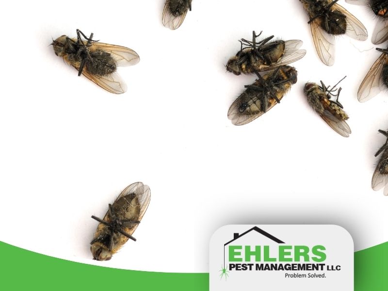 Several dead cluster flies are scattered on a white surface, mostly in the upper right. The Ehlers Pest Management LLC logo appears in the lower right corner, highlighting their expertise in tackling cluster flies in Wisconsin.