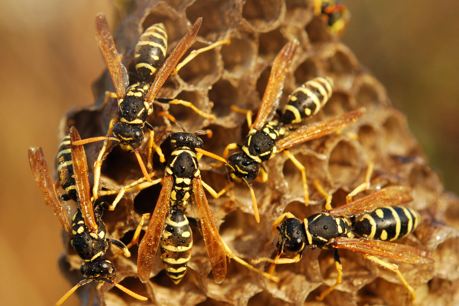 Several yellow and black paper wasps gathered on a honeycomb nest, a common subject of study in schools and universities.