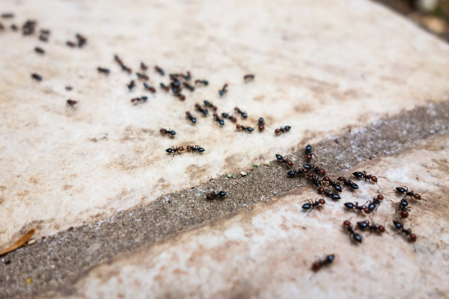 A trail of ants walking across a stone surface at a university.