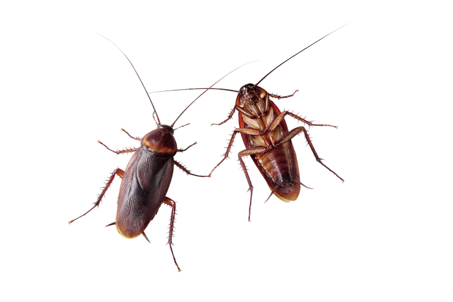 Two brown cockroaches with long antennae are shown on a white background, highlighting the need for rental property pest control in Milwaukee.