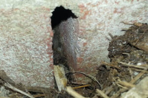 A narrow, vertical gap or burrow in a weathered concrete foundation at ground level.